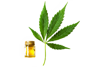 hemp oil in the composition of Cannabis oil